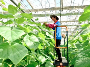 食用农产品价格小幅下降 生产资料价格略有上涨