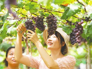 服务国家战略 助力乡村振兴 证券行业多措并举践行初心使命，为乡村振兴贡献力量