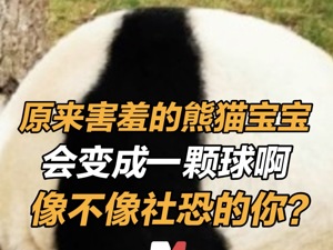 原来害羞的熊猫宝宝会变成一颗球  啊！网友：难道国宝大熊猫也会社恐吗？