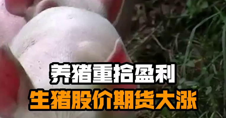 养猪重拾盈利 生猪股价期货大涨