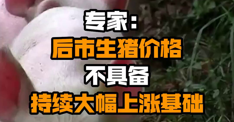 专家：后市生猪价格不具备持续大幅上涨基础