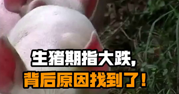 生猪期指大跌，背后原因找到了！