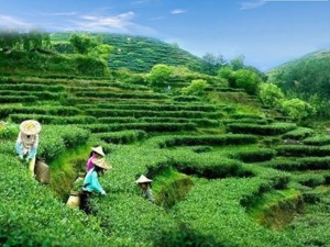 学习关键词丨从总书记的贺信，读懂农业文化遗产保护