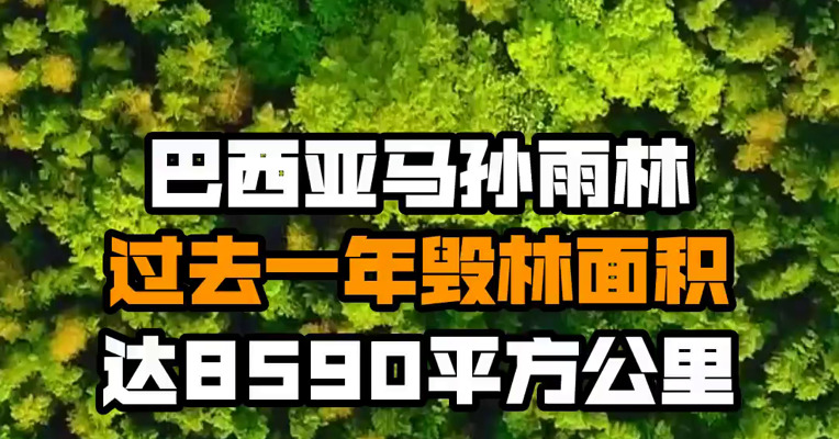 巴西亚马孙雨林过去一年毁林面积达8590平方公里