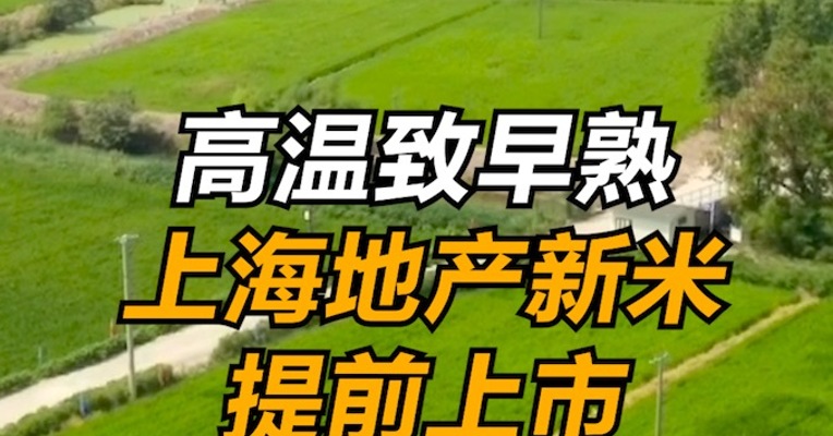 高温致早熟，上海地产新米提前上市