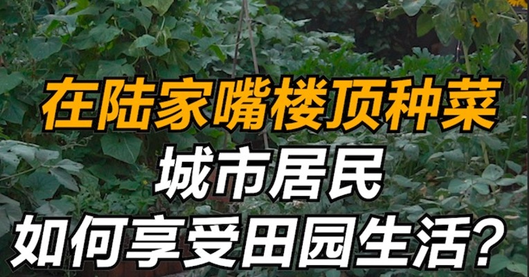 在陆家嘴楼顶种菜，1.4万认领1.44平，你会买单吗