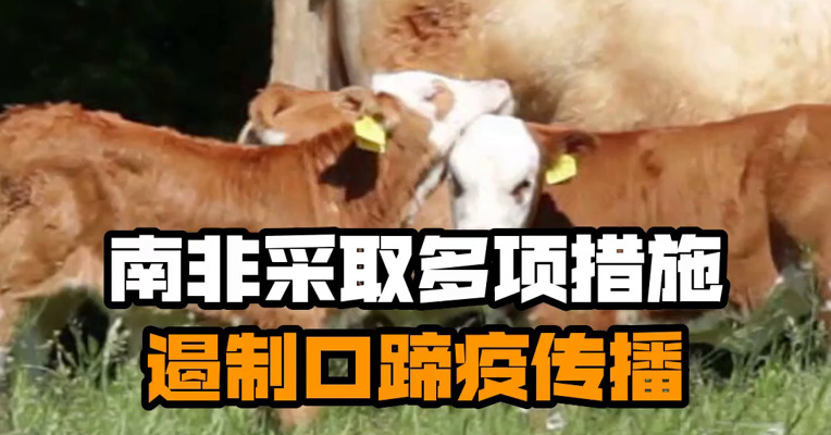 南非采取多项措施遏制口蹄疫传播