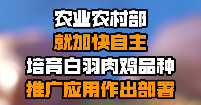 农业农村部就加快自主培育白羽肉鸡品种推广应用作出部署
