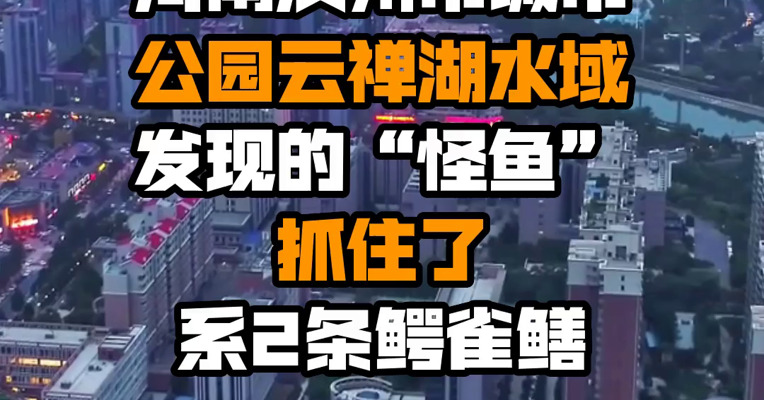 河南汝州市城市公园云禅湖水域发现的“怪鱼”抓住了 系2条鳄雀鳝
