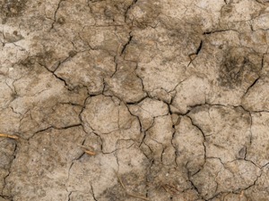 距离“咖啡灭绝”还有多少年？