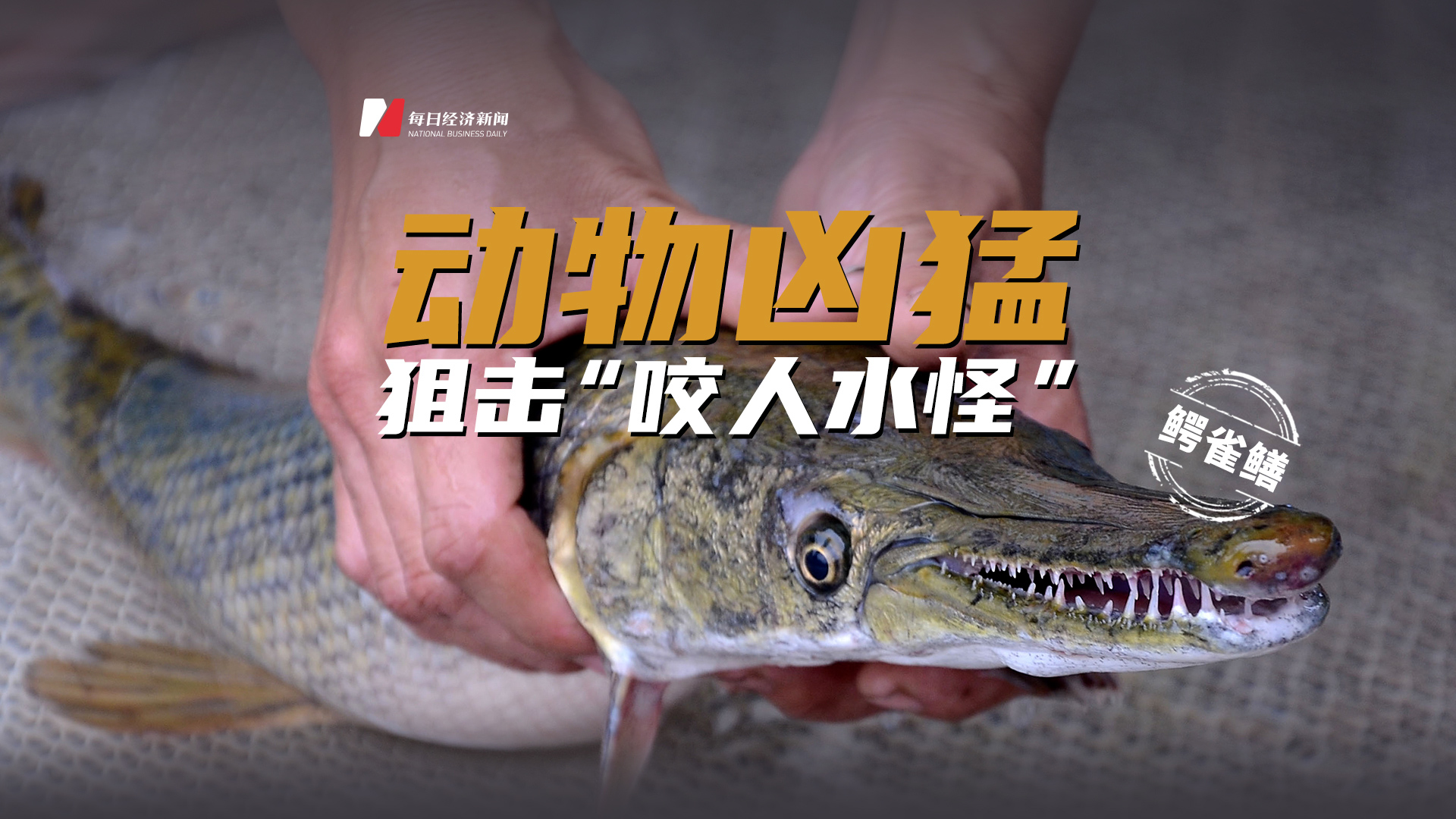 动物凶猛！狙击“咬人水怪”鳄雀鳝