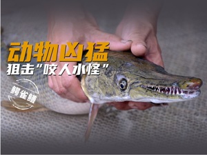 动物凶猛！狙击“咬人水怪”鳄雀鳝