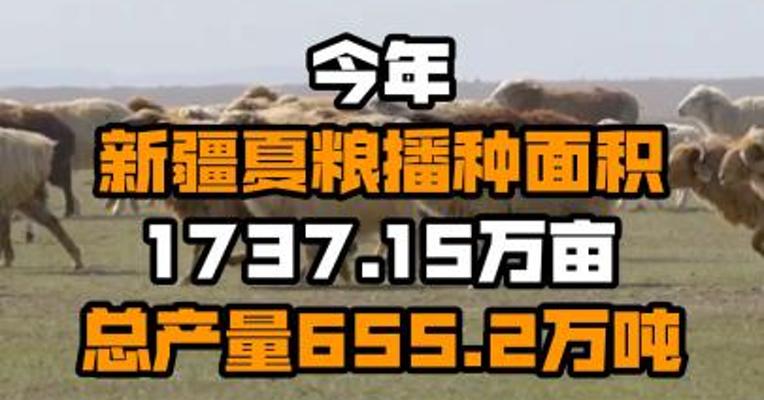今年新疆夏粮播种面积1737.15万亩 总产量655.2万吨