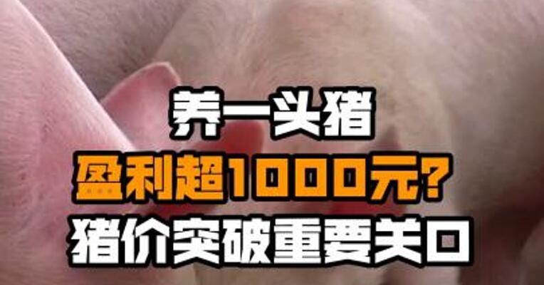 养一头猪盈利超1000元？猪价突破重要关口