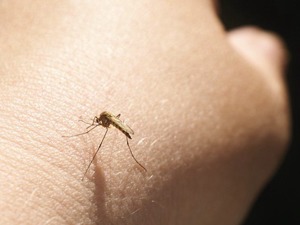人蚊之间的“致命较量”