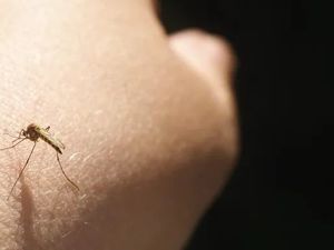“人类历史上最致命的动物”，蚊子究竟能否被消灭？