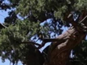 热搜第一！全国仅有5株5000岁古树，均在这一省！网友：见证了中华文明