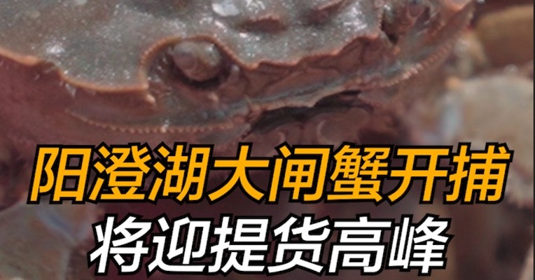 阳澄湖大闸蟹开捕，将迎提货高峰
