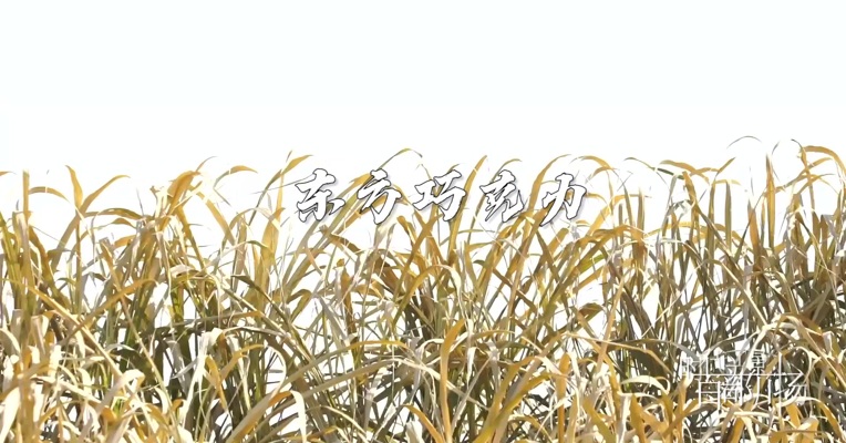 《东方巧克力》