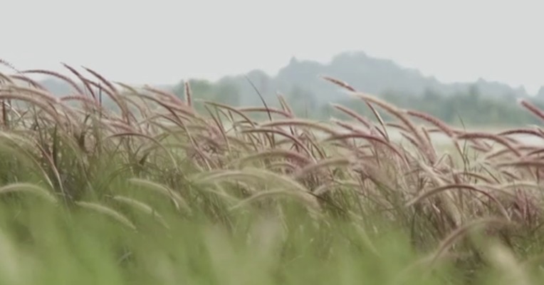《夏天的风》