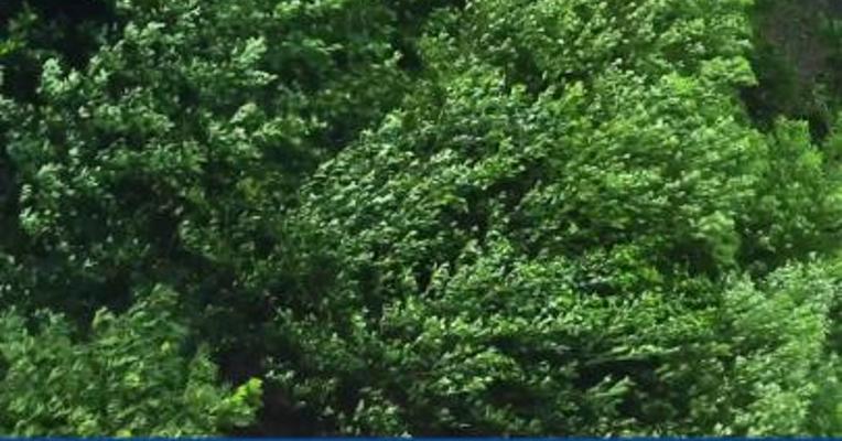 台风“尼格”在菲律宾已致98人死亡