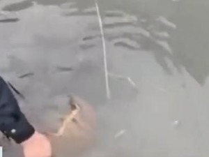 热搜！男子花50元买“海怪”，竟是国保中华鲎！4.75亿年前已存在，血液是蓝色……