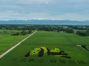 综合5G等技术实现对农作物的精细化管理 成都大邑深入推进数字乡村建设