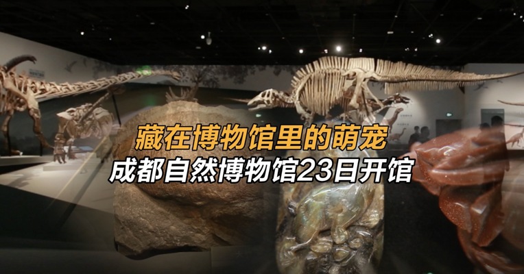 藏在博物馆里的萌宠  成都自然博物馆23日开馆
