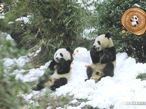 中国数字图书馆、四川省文化馆、成都大熊猫繁育研究基地联合出品的《安逸游中国之成都行》数字出版产品于12月1日启动线上发布