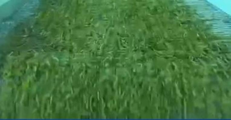 步长制药：多索茶碱注射液等获得药品注册证书