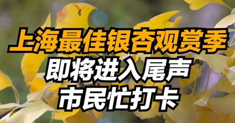 上海最佳银杏观赏季即将进入尾声，市民忙打卡