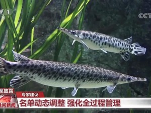 如何加强防治外来物种侵害？全国人大常委会法工委答每经：从境外引进的野生动物物种不得违法放生、丢弃