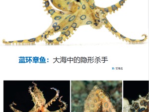 中国海域至少存在三种蓝环章鱼？还有视频博主当宠物养 警惕“漏网之鱼”成“隐形杀手”