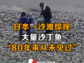 日本一沙滩惊现大量沙丁鱼，尚不清楚这种情况发生的原因；当地人：80年来从未见过