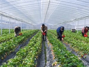 中欧观察丨扎实推进共同富裕 社会保障高质量发展需关注这些