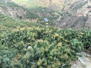 互联网巨头纷纷下场，数字农业仍是一场艰难且漫长的革命 “同频共振”还存在哪些难点？