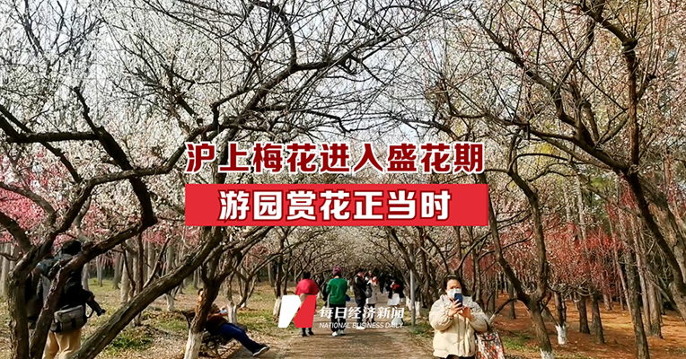 沪上梅花进入盛花期 游园赏花正当时