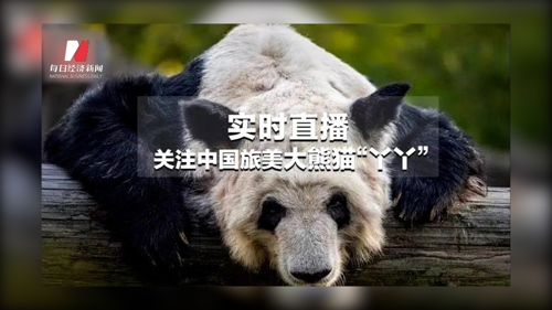直播丨关注中国旅美大熊猫“丫丫”