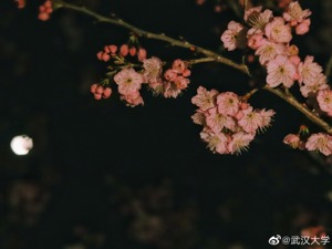 武汉大学回应：不实！