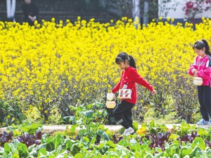 优化农业农村部职责 不再保留单设的国家乡村振兴局