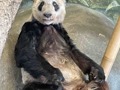 最新！中国专家已抵达美国孟菲斯动物园，媒体：丫丫回国先到上海检疫，合格后去北京