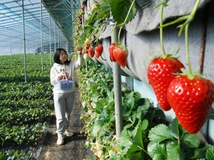 全国人大代表、中国社科院农村发展研究所所长魏后凯：推进乡村振兴要重视提升产业的规模经济效应