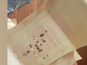 头皮发麻！女子用卫生巾时发现大量发黑虫卵，官方最新回应！消费者如何避雷？