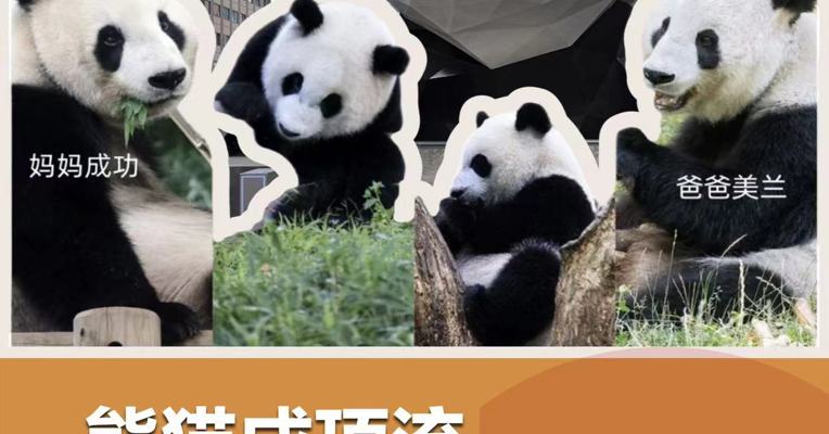 熊猫成顶流 老家赚翻了？
