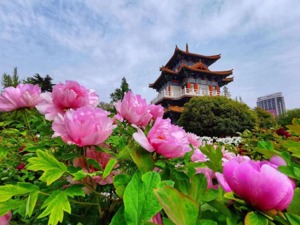 牡丹花经济“流量”变“留量” 洛阳旅游订单同比增长245%