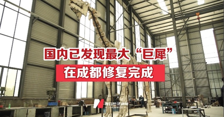 国内已发现最大“巨犀”  在成都修复完成