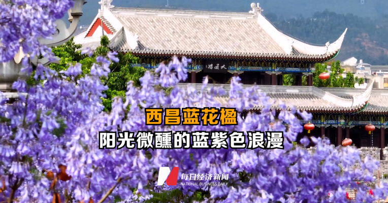 西昌蓝花楹  阳光微醺的蓝紫色浪漫