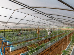 探索水培种植 四川天府新区正兴推进农业转型发展