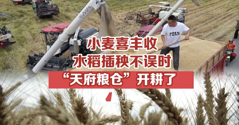 小麦喜丰收 水稻插秧不误时 天府粮仓开耕了