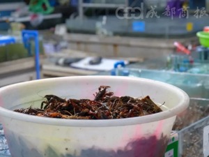 正大量上市！小龙虾价格几乎腰斩，最低10元一斤！医生紧急提醒，不能这样吃
